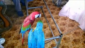 Попугаи какаду,венесуэльские амазоны,ара-купаем./Cockatoo parrots, Venezuelan amazons, macaws