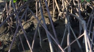 Грязевые крабы ловят под мангровыми зарослями  Гигантские грязевые крабы в потайных норах.