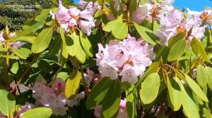 ПЧЁЛЫ ГУДЯТ НА ЧАСТОТЕ 528 ГЦ-ЧАСТОТА ЛЮБВИ И ГАРМОНИИ.ВОССТАНАВЛИВАЕТ ПОВРЕЖДЁННУЮ СТРУКТУРУ ДНК