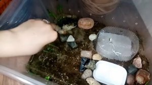Прыткая ящерица и её содержание в домашних условиях.