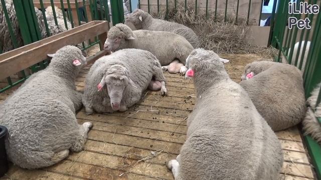 Особенности дагестанской горной овцы смотреть онлайн
