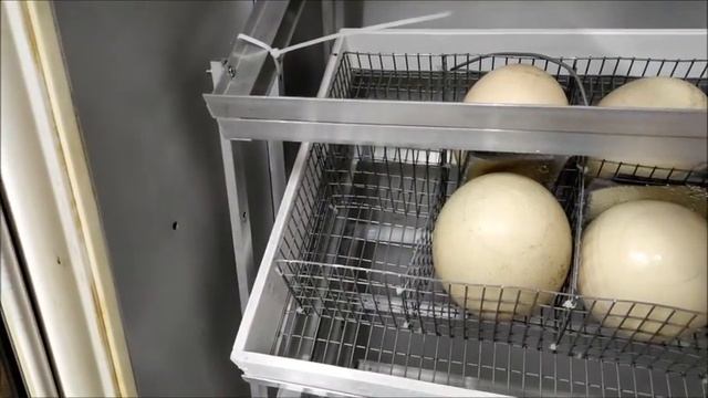 КАК ВЫВЕСТИ СТРАУСА В ДОМАШНИХ УСЛОВИЯХ смотреть онлайн