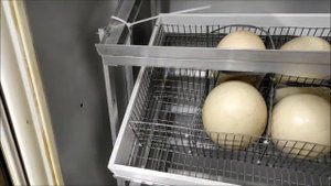 КАК ВЫВЕСТИ СТРАУСА В ДОМАШНИХ УСЛОВИЯХ
