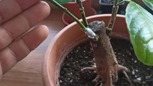 Дерево сад 3 сорта лимона?((Прививка лимона)).?Лимон в домашних условиях!