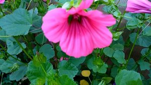 Лаватера и Малопа. Две сестренки - две красотки!