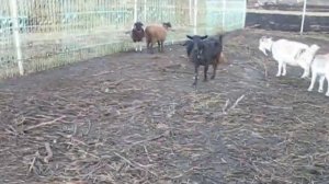 как сделать кормушку для коз