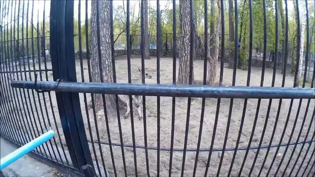 САМЫЙ БОЛЬШОЙ ЗООПАРК В РОССИИ смотреть онлайн