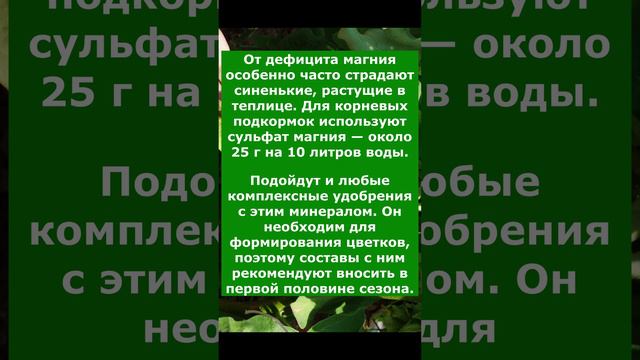 Как проявляется нехватка Магния на Баклажанах,чем подкормить