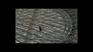 Мухо-убийцы замедленная съёмка мух под высоким напряжением.