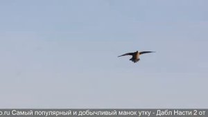 электронный манок на гуся своими руками