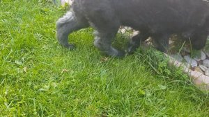 Немецкая овчарка. Кобель зонарного окраса. 45 дней