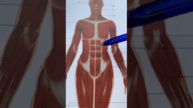 Что такое узлы и как с ними справится? - Анар Рауфоглу смотреть онлайн