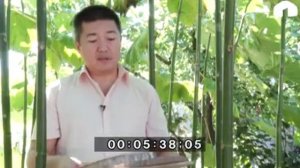 Павловния Z07  сорт марозостойкий 33 ГРАДУСА