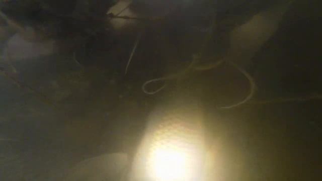 Подводная охота на астраханских протоках 2019 смотреть онлайн