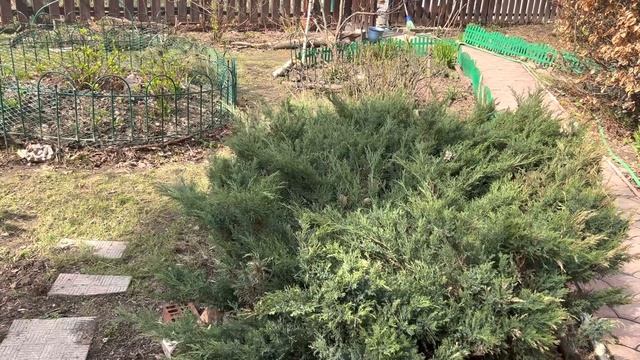 Как посадить гортензию и вырастить большой куст . Сажаю сломанную гортензию . Результат через 3 нед