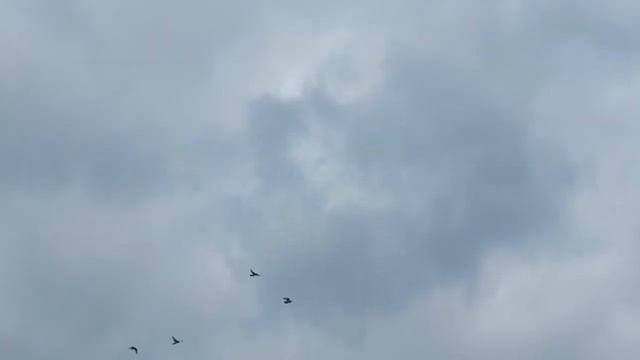 Голуби турецкая Такла. Красноярский край, г. Канск
