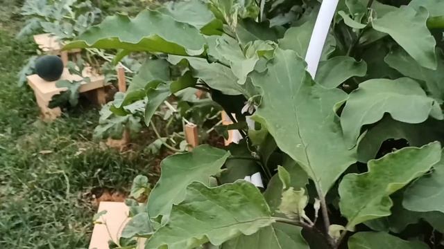 как растет Арбуз с нагревательным элементом смотреть онлайн