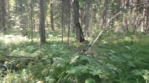 Для ориентирования в лесу нужны навыки
