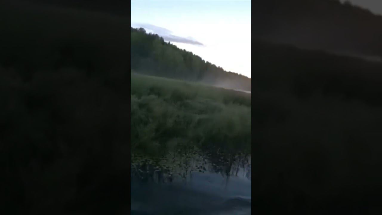 Страх перед уткой #охота #охотанауток #shorts