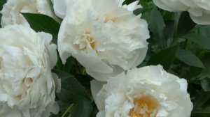 Пион СНЕГУРОЧКА / Paeonia SNEGUROTCHKA: обзор, описание, цветение, отзыв