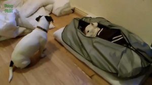 Как плачут животные?