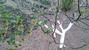 Яблоня, сорт Каштеля. Средняя. Шестилетка.