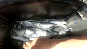 РЫБА ГОРЯЧЕГО КОПЧЕНИЯ В ДОМАШНИХ УСЛОВИЯХ