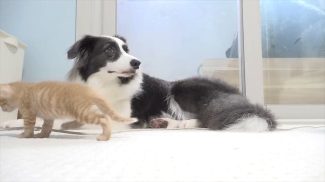 Tiny Rescued Kitten With Separation Anxiety Cannot Sleep Without Border Collie смотреть онлайн