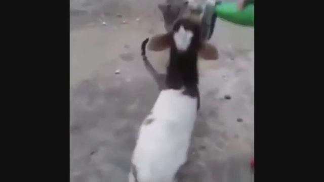 Смешная подборка с котами и кошками Самые смешные видео Приколы про животных смотреть онлайн