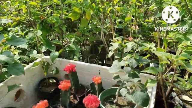 #pushpangan #durgapur #bougainvillea PUSHPANGAN // BEST BOUGAINVILLEA NURSERY NEAR DURGAPUR смотреть онлайн