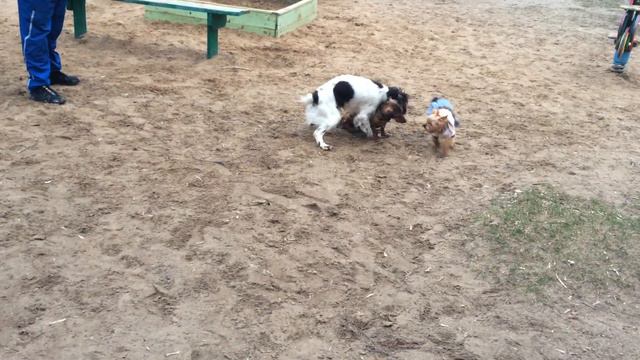 Спаниель играет с собаками смотреть онлайн