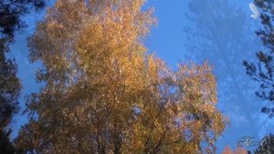Настроение ОСЕНЬ... Вадим Гурьев - Глубокая печаль... Vadim Guryev - Deep Sorrow...