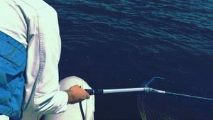 Рыбалка. Дон. Хутор Вертячий. 6.06.2020г