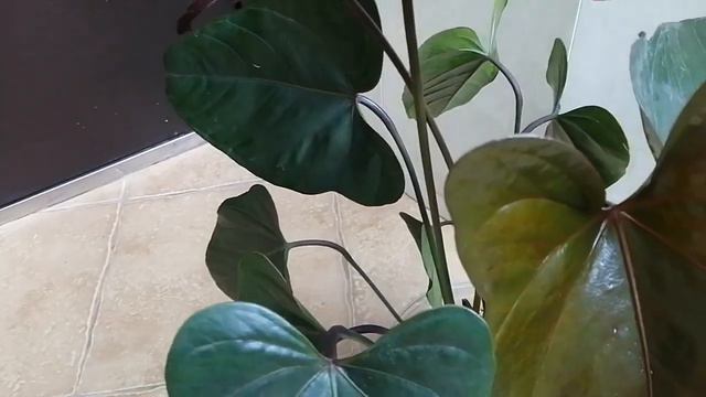 Антуриум смотреть онлайн