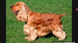 Топ 10 самых лучших охотничьих собак