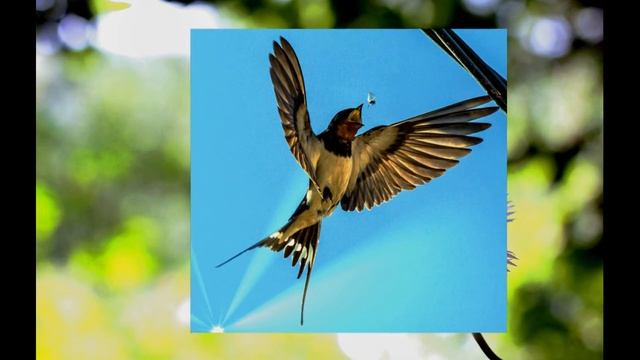 Пение ласточек/Singing of swallows/Sounds of birds/sounds of nature/ Meditation /пение птиц/swallow смотреть онлайн