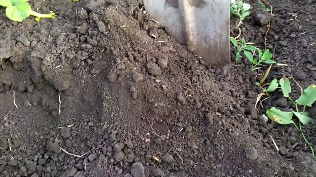 Подкапываем сорт Коломбо! Что напишите по данному видео? Какие ваши пожелания? смотреть онлайн