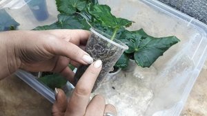 Результат потрясает! БЕГОНИИ ЭЛАТИОР  из листа.