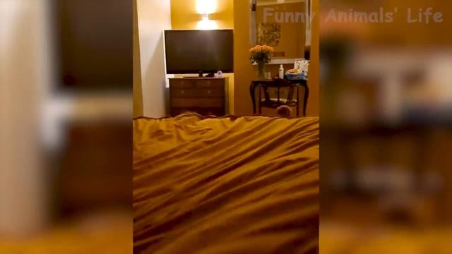 Забавные животные № 23 смотреть онлайн