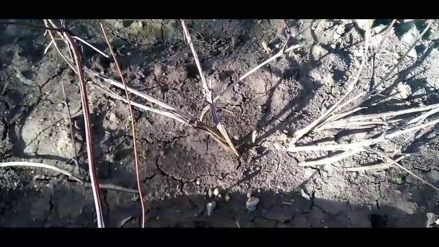 Никогда не делайте это с клематисами весной! Обзор клематисов в моем саду!