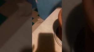 новости 27:чем удобрять авокадо???