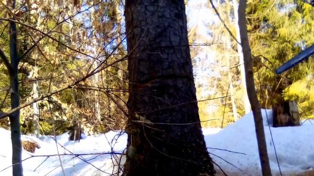Лесоповал