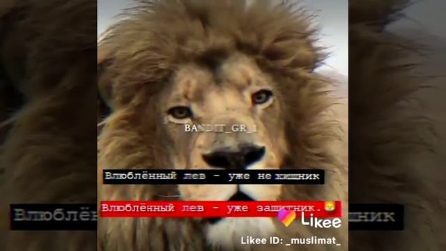 Лев не звонит