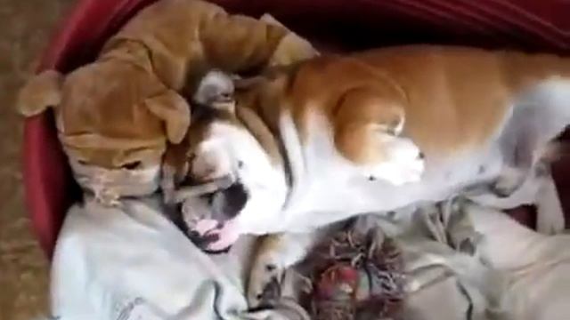 Очень ленивый пес смотреть онлайн