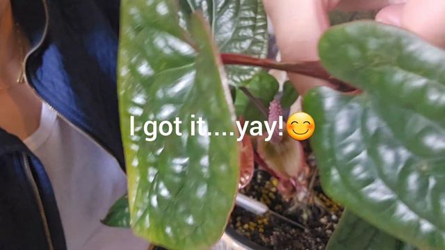 Anthurium Radicans X Luxurians - Extracting Baby Plant 🪴 #plants #houseplants #plantita