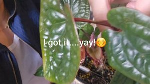 Anthurium Radicans x Luxurians - extracting baby plant 🪴 #plants #houseplants #plantita