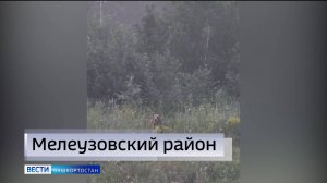 В Башкирии рядом с детским лагерем сняли на видео медведя