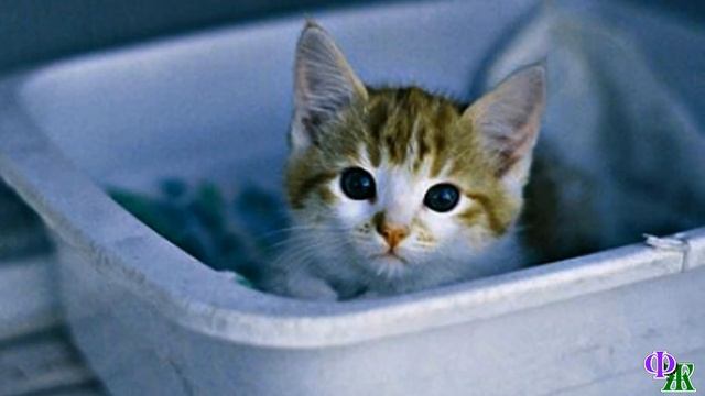 Котёнок сидел у двери, прижавшись к косяку – он сжался в комочек и испуганно смотрел на женщину… смотреть онлайн