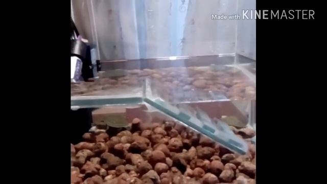 Красноухие черепахи. В каких условиях нужно содержать красноухих черепах. Чем и как их кормить?