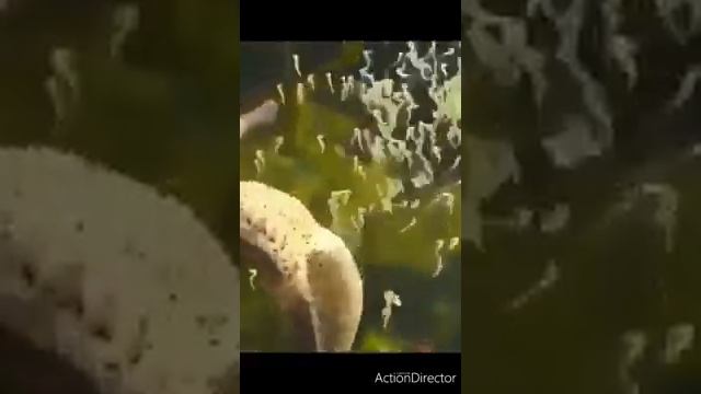 Морская фауна
